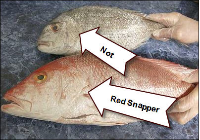 Seafood fraud can be resolved, provided Govt agencies work for it Seafood fraud